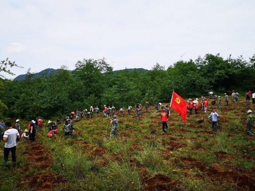 植树活动现场