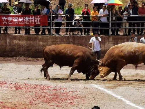 图片8