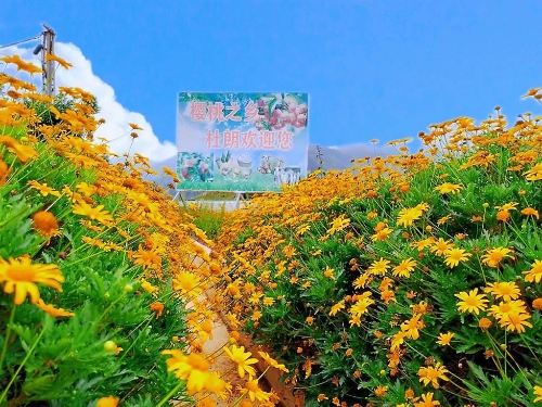 播种花卉