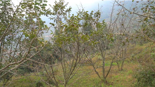 龙马3