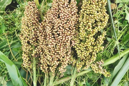 微信图片_<span style='background-color:;'>202412061018571</span>