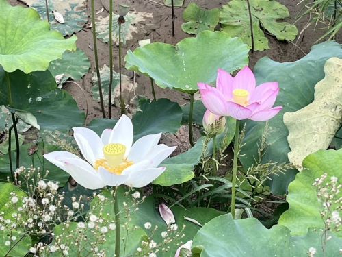 图片 1