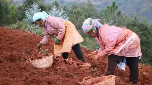 ScreenShot_2025-12-29_112339_775